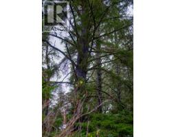 230 Clutus Rd, Bamfield, BC V0R1B0 Photo 66