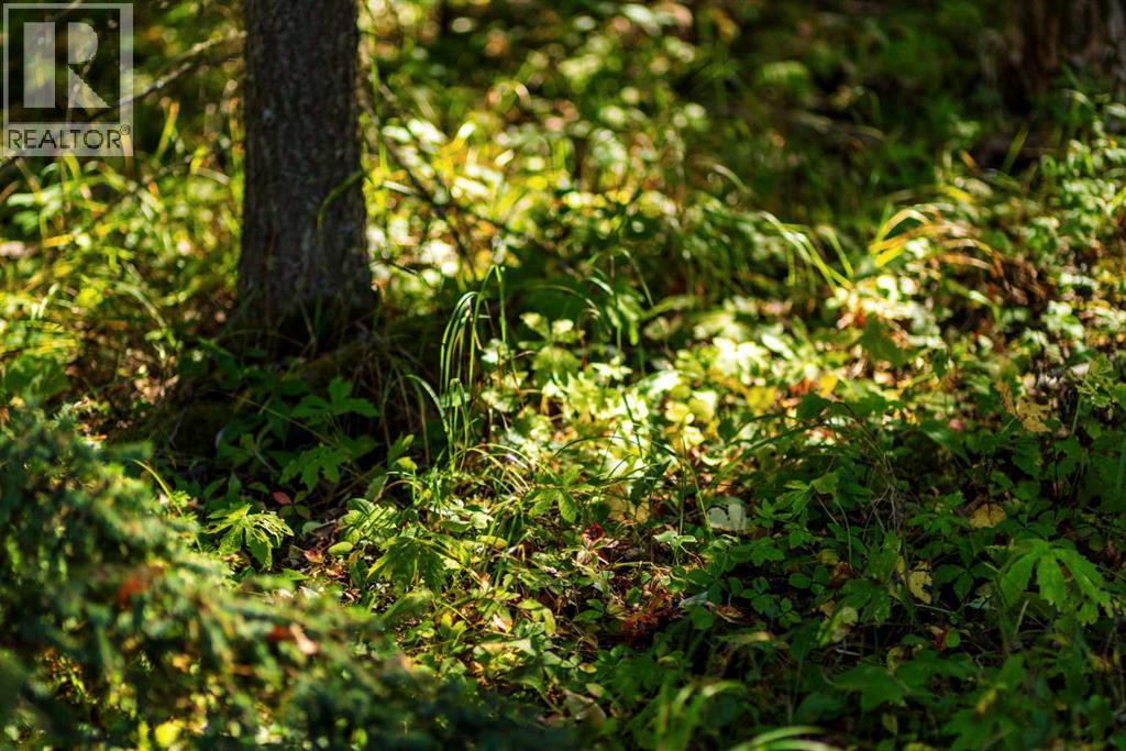 231031 Forestry Way, Bragg Creek