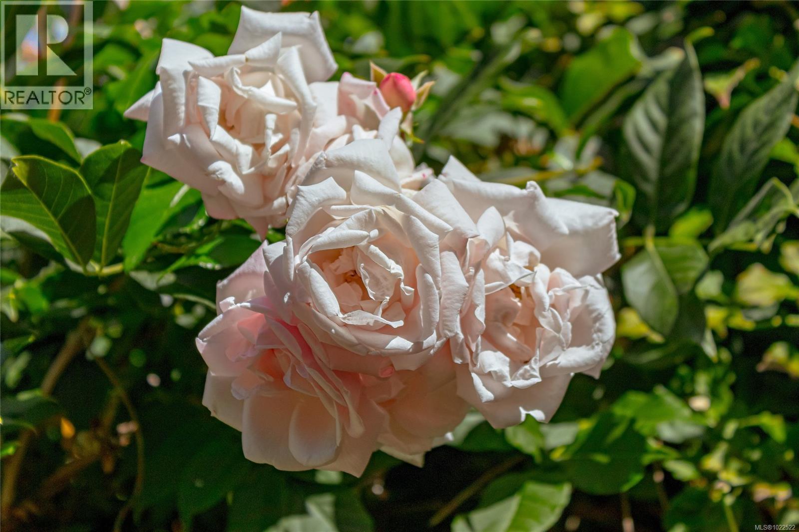 598 Arbutus St, Qualicum Beach