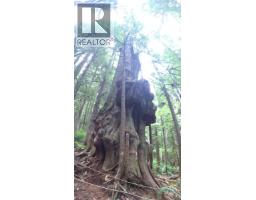 29 6240 Cerantes Rd, Port Renfrew, BC V0S1K0 Photo 19