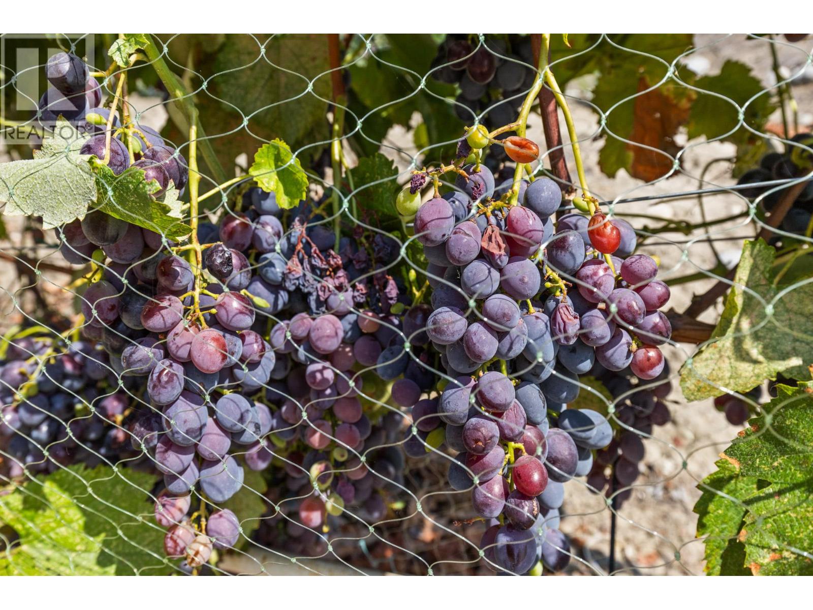 385 Matheson Road, Okanagan Falls