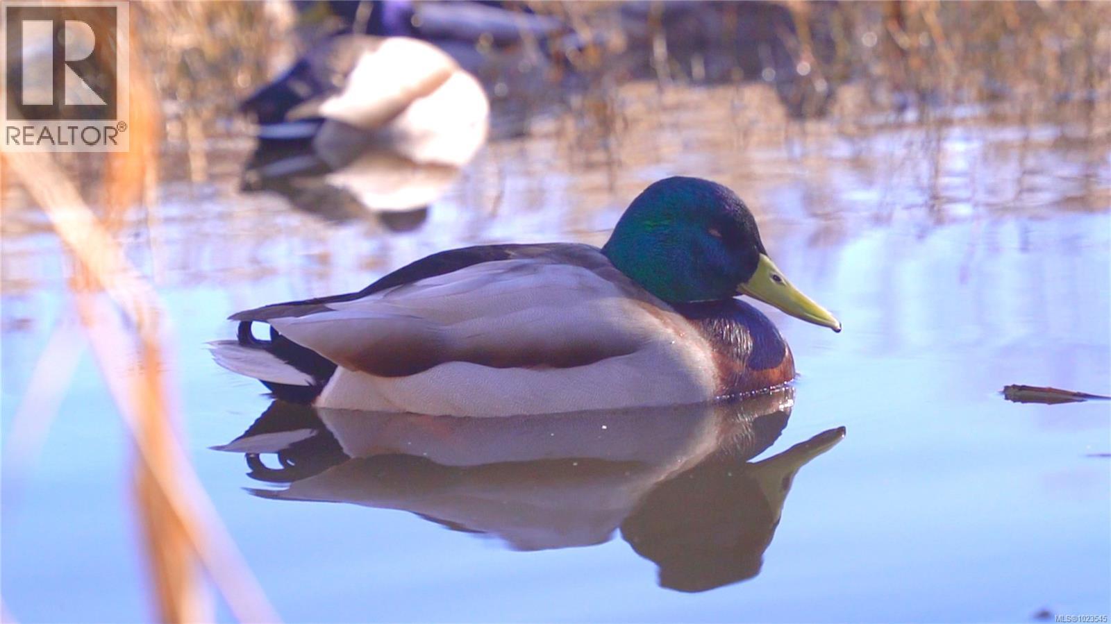 231 4490 Chatterton Way, Saanich