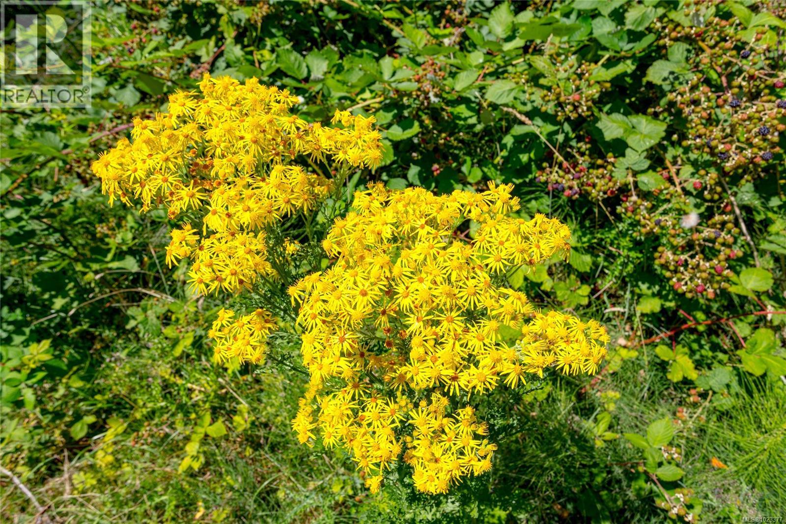 681 Lombard Dr, Metchosin