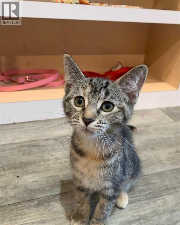 31 Bow St Common, Cochrane