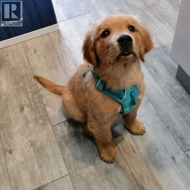 31 Bow St Common, Cochrane