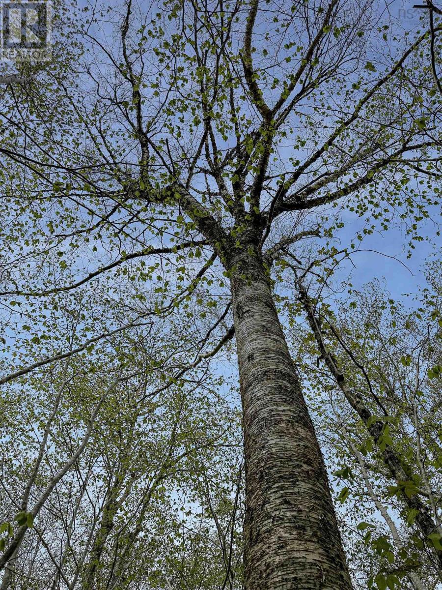 Vacant Land for Sale in C HILLCREST Drive Dalhousie 