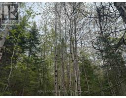0 Bear Cave Road, Muskoka Lakes, ON P0C1J0 Photo 8