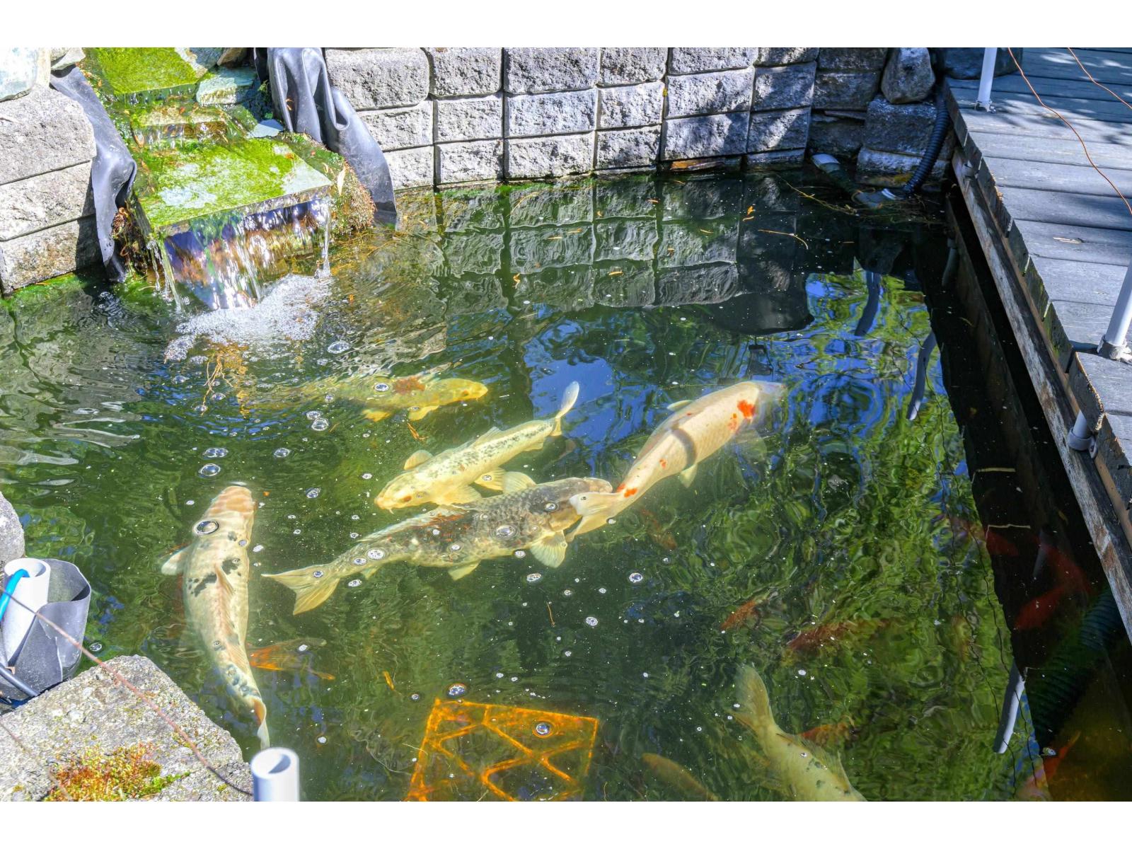 15627 BUENA VISTA AVENUE, White Rock