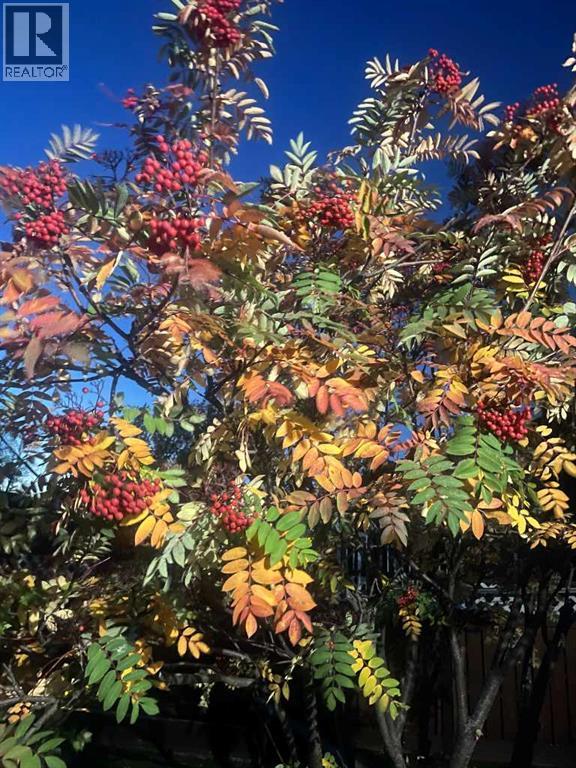 
          4516 45 Street
            <br/>
            <span>Rycroft</span>
            , 
            <span>AB</span>
             <span>T0H3A0</span>
         - Photo 43