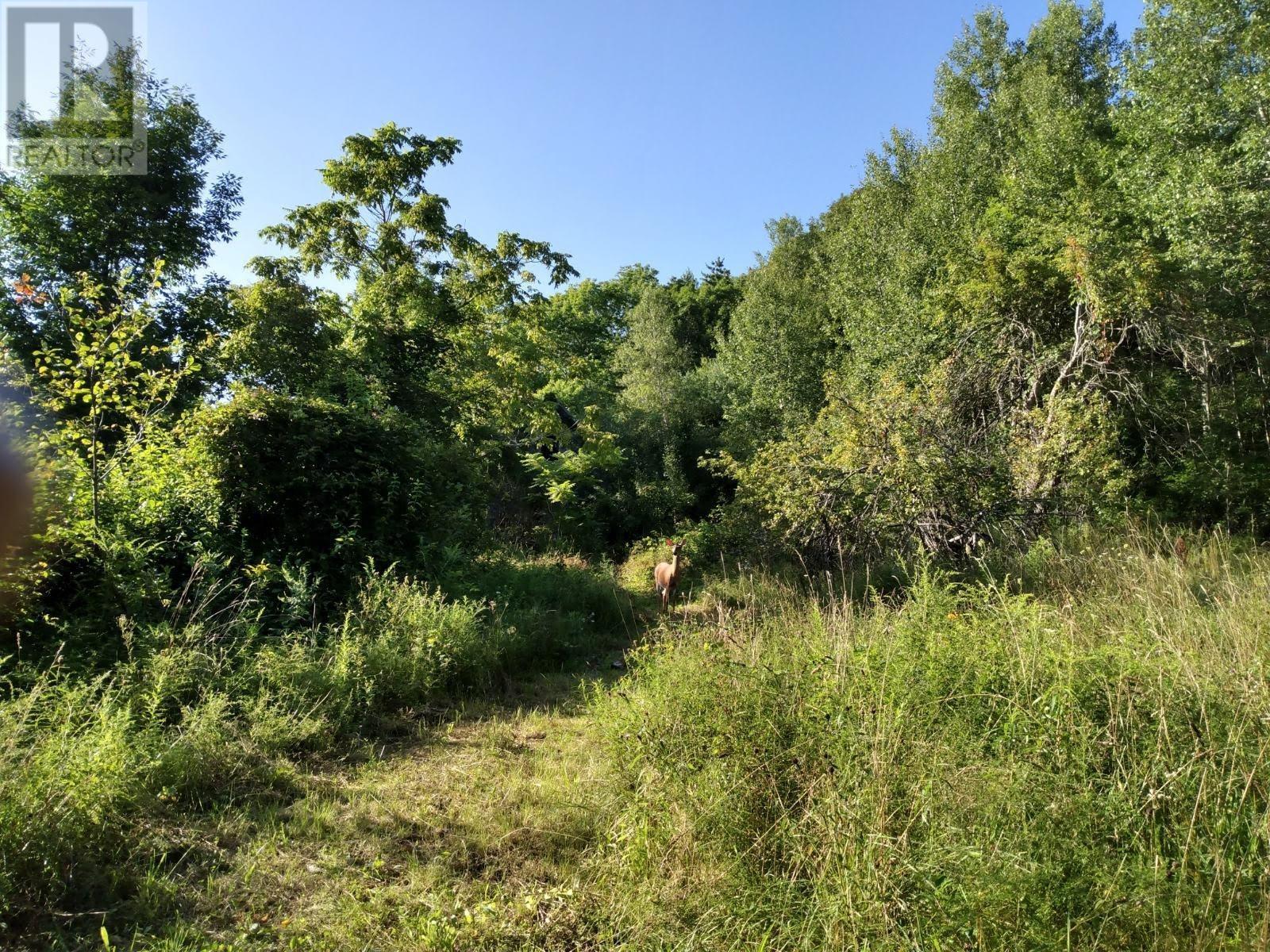 793 Lahave Street - Photo 3 of 12, Bridgewater, Nova Scotia