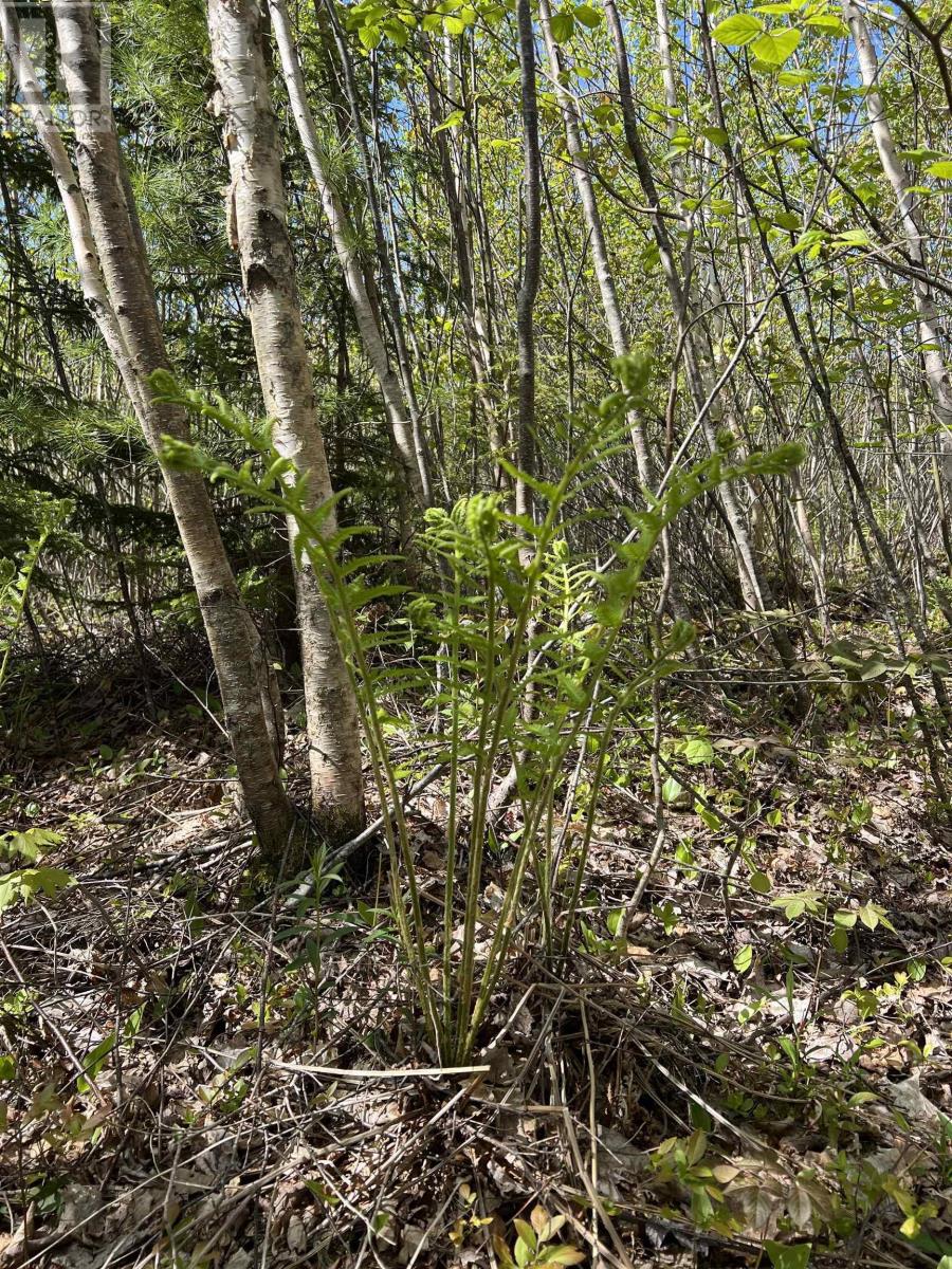 Property 5 of 15 of Lot 2A Highway 329