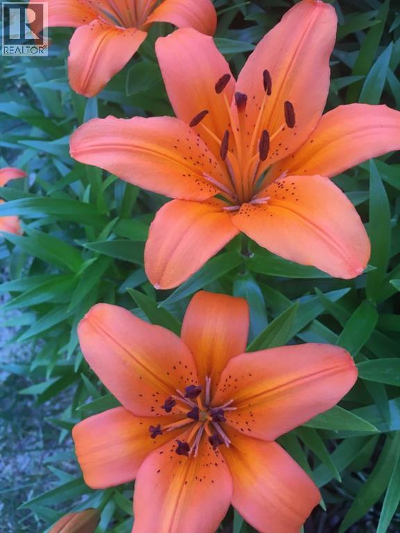 
          5013 49 A Street
            <br/>
            <span>Sedgewick</span>
            , 
            <span>AB</span>
             <span>T0B4C0</span>
         - Photo 25