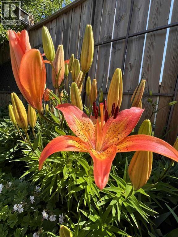 Single Family House Bi-level for Sale in  Temple Drive NE Temple Calgary 