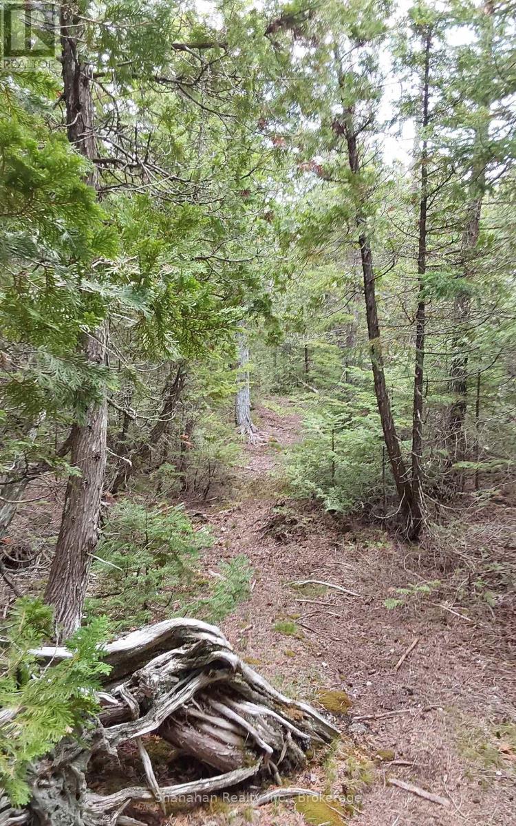 Trail