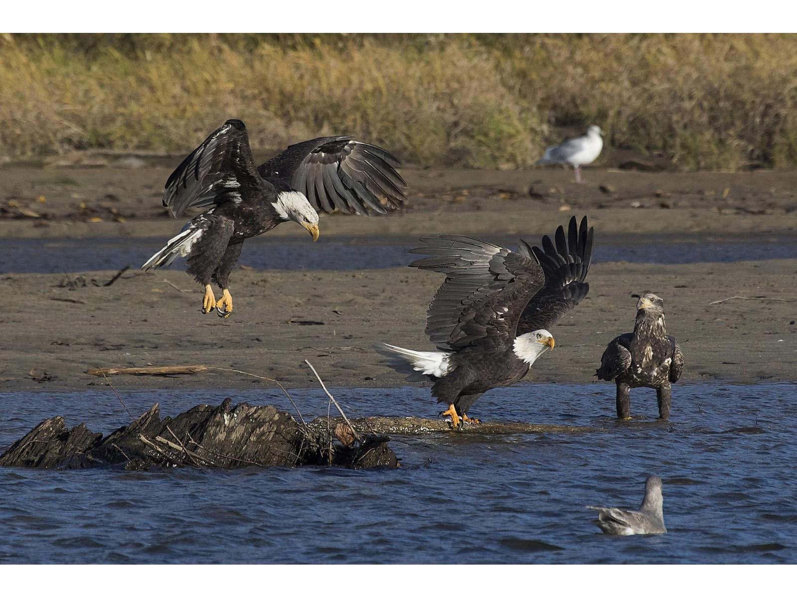 1985 SPARROW HAWK PLACE, Mt Woodside, Agassiz