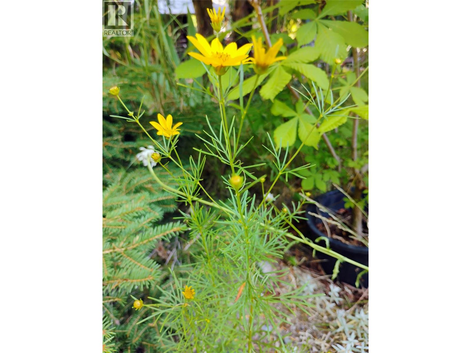 4229 CASINO Road, Trail