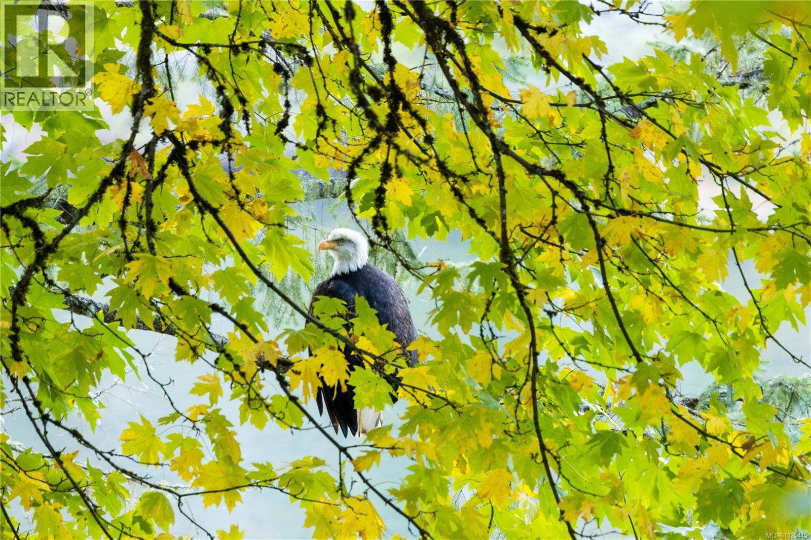  1709 Falcon Heights Road, Langford