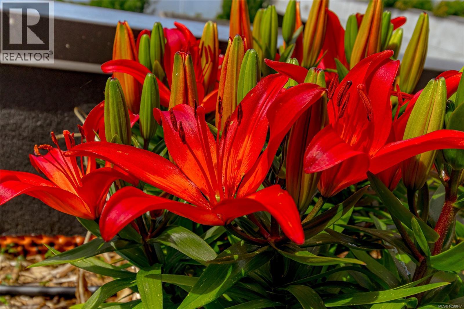 2655 Sooke Rd, Langford