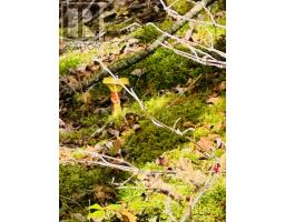 Lot 09-5 West Liscomb Point Road, West Liscomb, NS B0J2A0 Photo 16