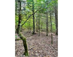 0 Cardwell Lake Road, Huntsville, ON P0B1M0 Photo 24
