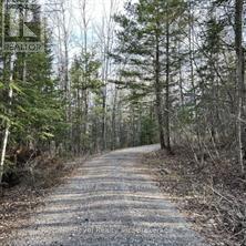 297 NICKEL LAKE SHORES ROAD - 11