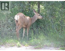Dunwaters Road Lot# 84, Fintry, BC V1T3W4 Photo 8