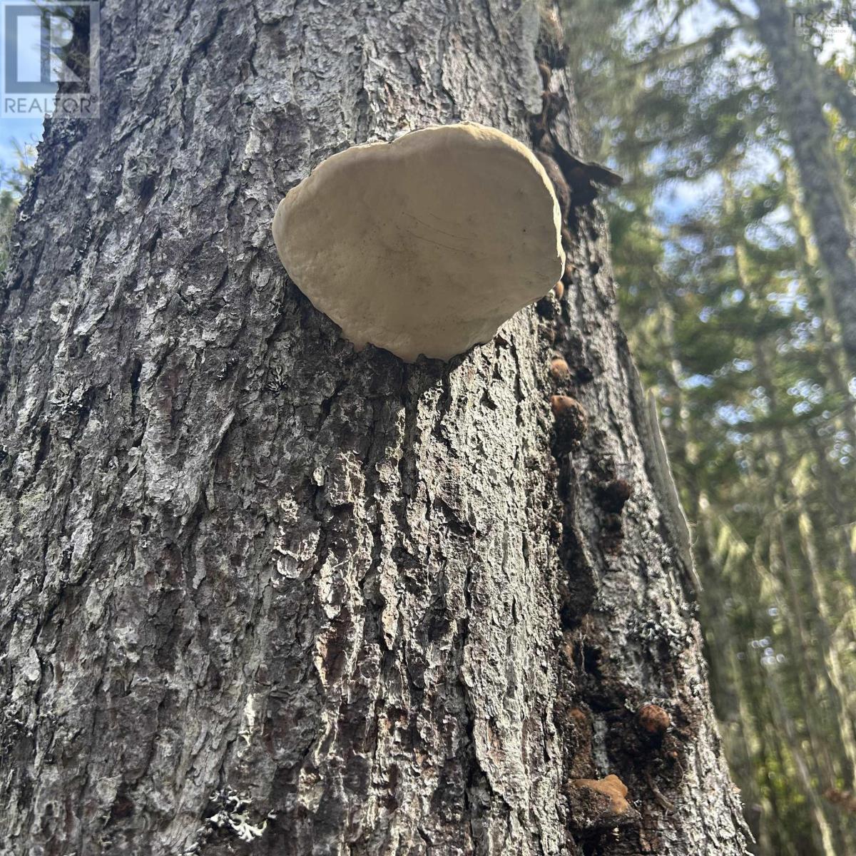 Property 6 of 10 of Lot 6-F-A Middle Road