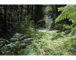 43751 Frost Road, Columbia Valley, Columbia Valley, BC V2R4X9 Photo 23