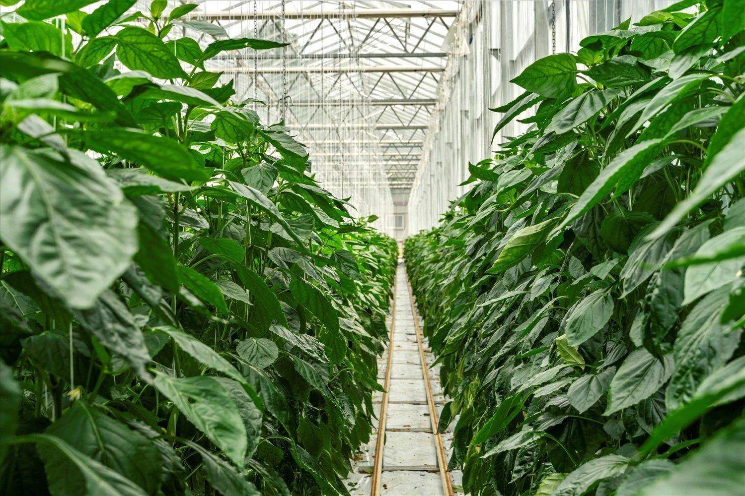 1501 JOHNSON ROAD, Agassiz, Agassiz