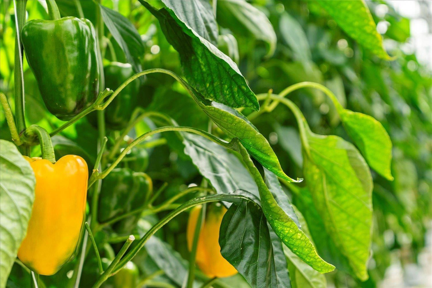 1501 JOHNSON ROAD, Agassiz, Agassiz