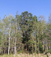 0 Bell Road, St Andrews, MB X0X0X0 Photo 6