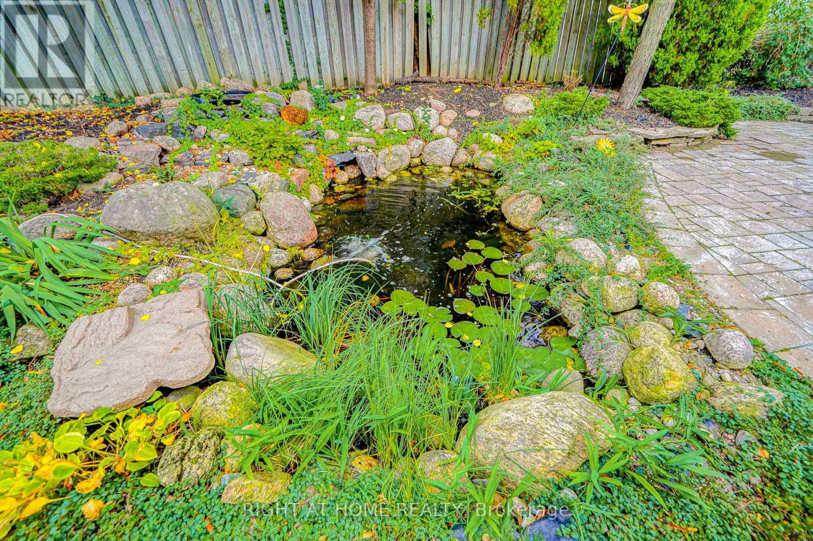 Lovely pond with fish and lotus flower