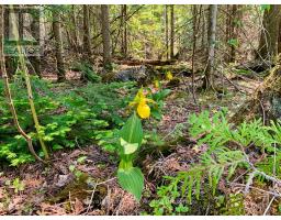 30 Pike Street, Northern Bruce Peninsula, ON N0H1W0 Photo 9