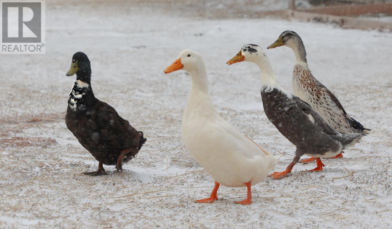 279 PRIMROSE ROAD - 18