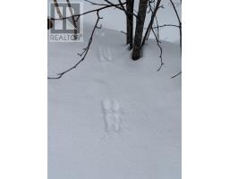 1 Barren Road, Seal Cove, NS B0E2K0 Photo 6