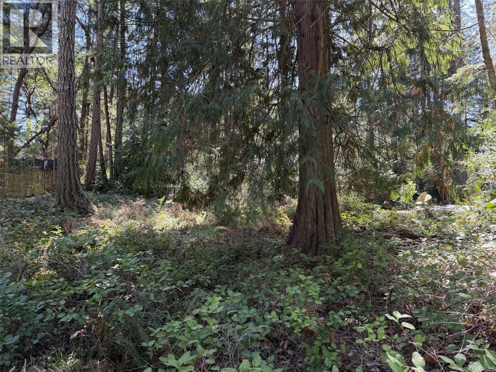 A nice cedar in the front yard