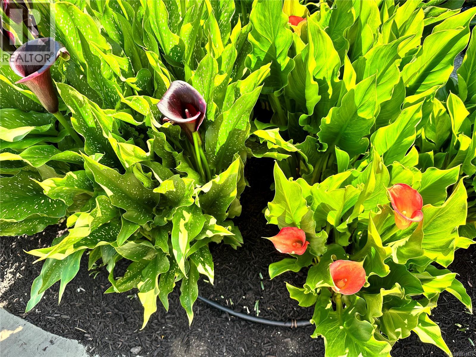 6303 RIVERSTONE DR - 61