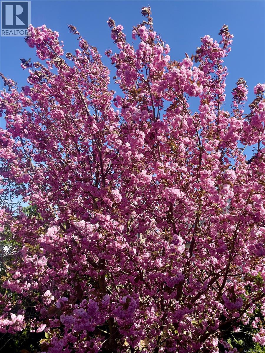 2909 PILATUS RUN - 16