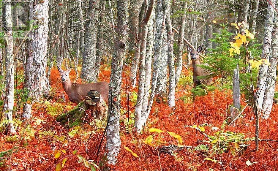 Property 6 of 11 of 0 Goose Harbour Road
