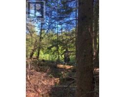 38.24 Acres In Ogden Township Pcl 24640, Timmins, ON P4N7C2 Photo 7