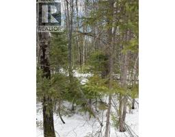 3.7 Acres Route 435, Maple Glen, NB E1V4X5 Photo 7