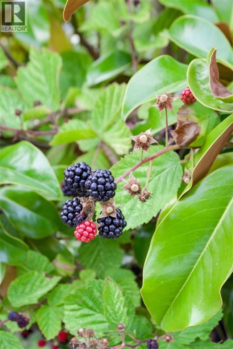 Thornless Blackberries...blueberries, strawberries, raspberries, peach, apple, plum, cherry, and rhubarb.