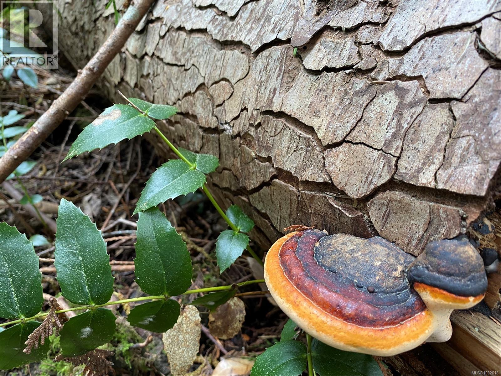 Red-belt polypore