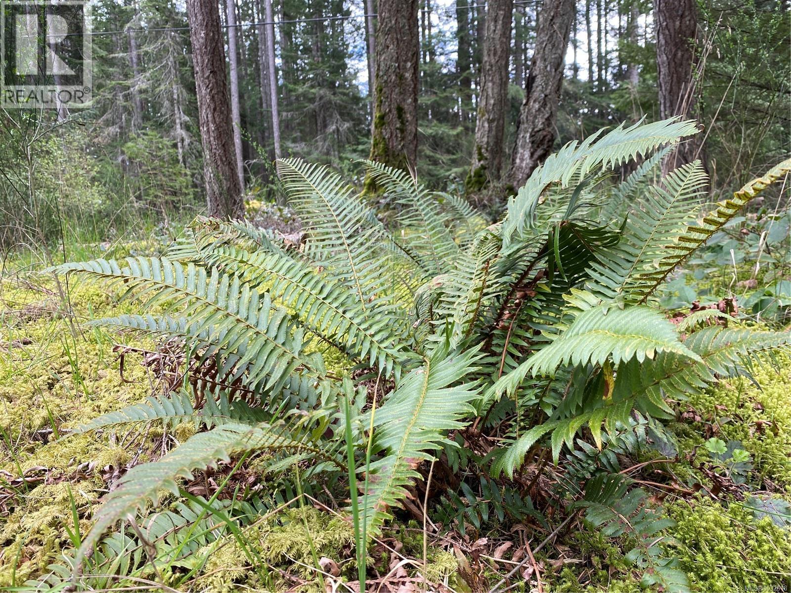 Local Sword Fern
