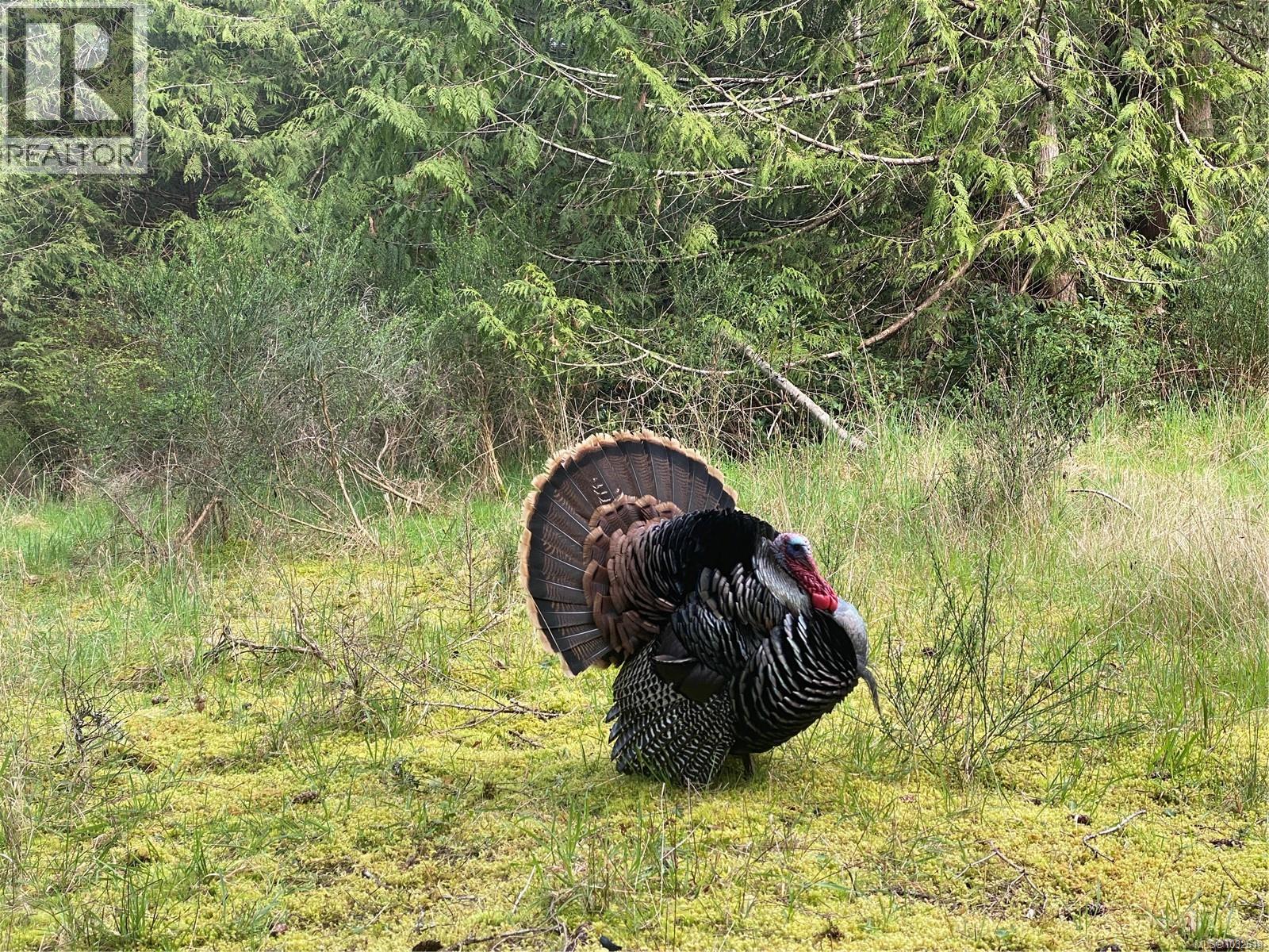 Local wild turkey