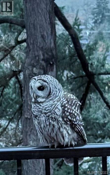  3528 Richmond Road, Saanich