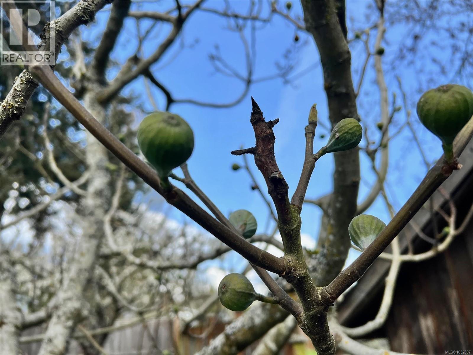  4031 Quadra Street, Saanich