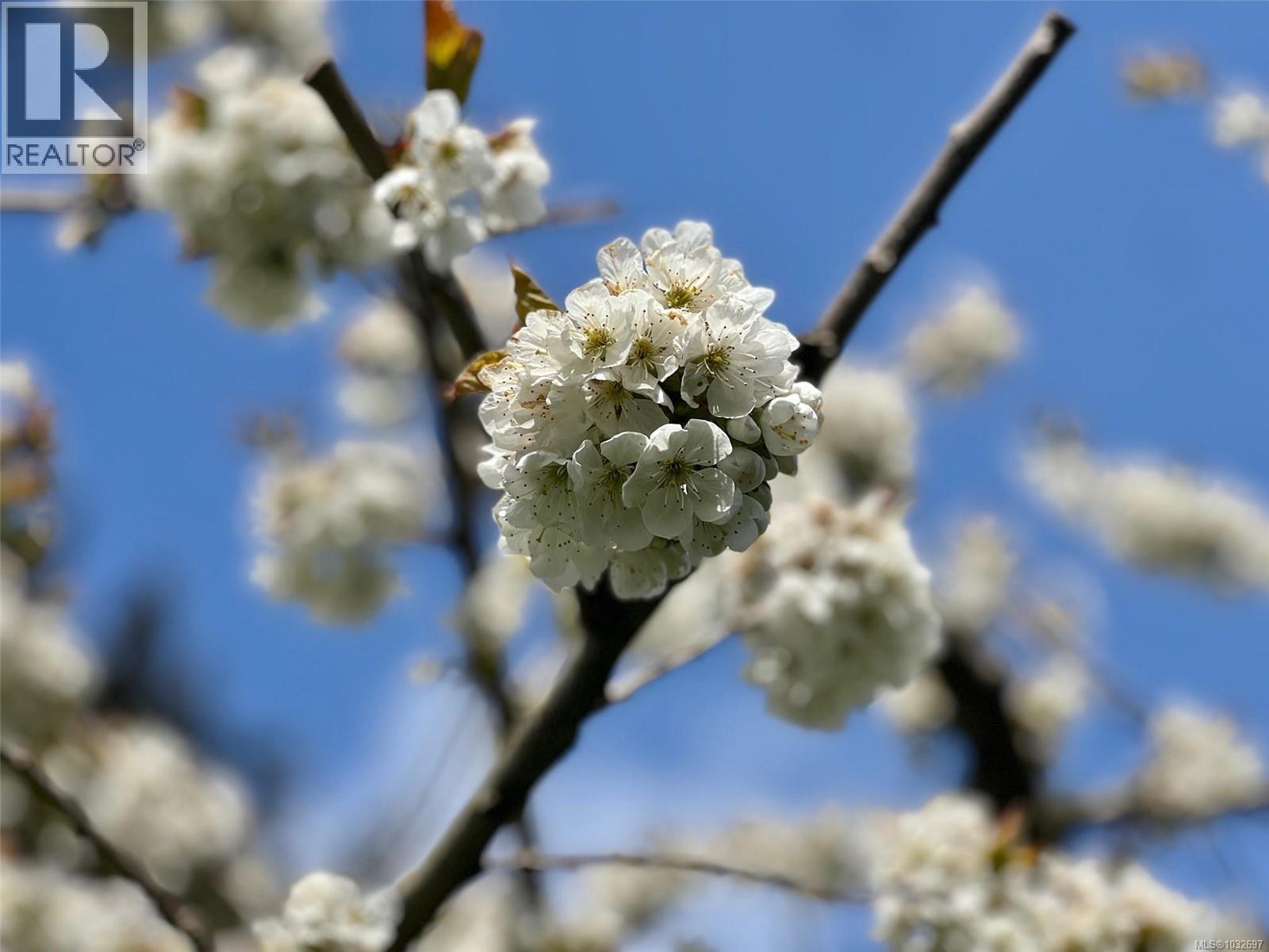  4031 Quadra Street, Saanich