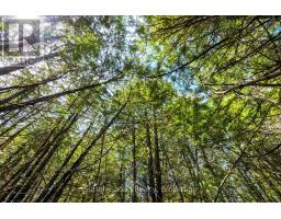 146 Sutter Road, Northern Bruce Peninsula, ON N0H1W0 Photo 8