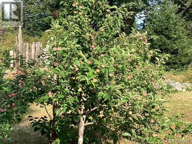 apple trees close to Fall harvest